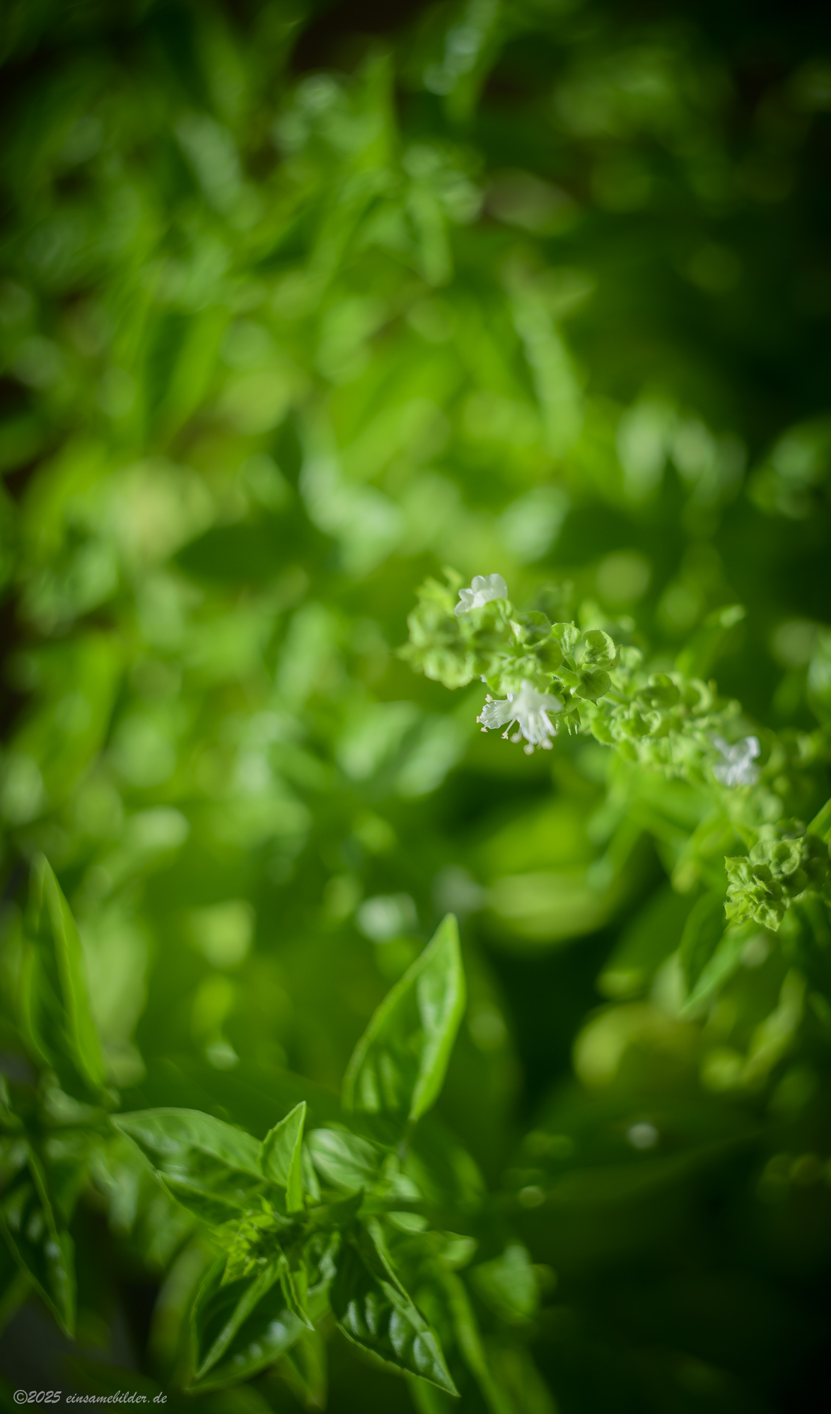 My new Helios 44M-4 vintage lens ...