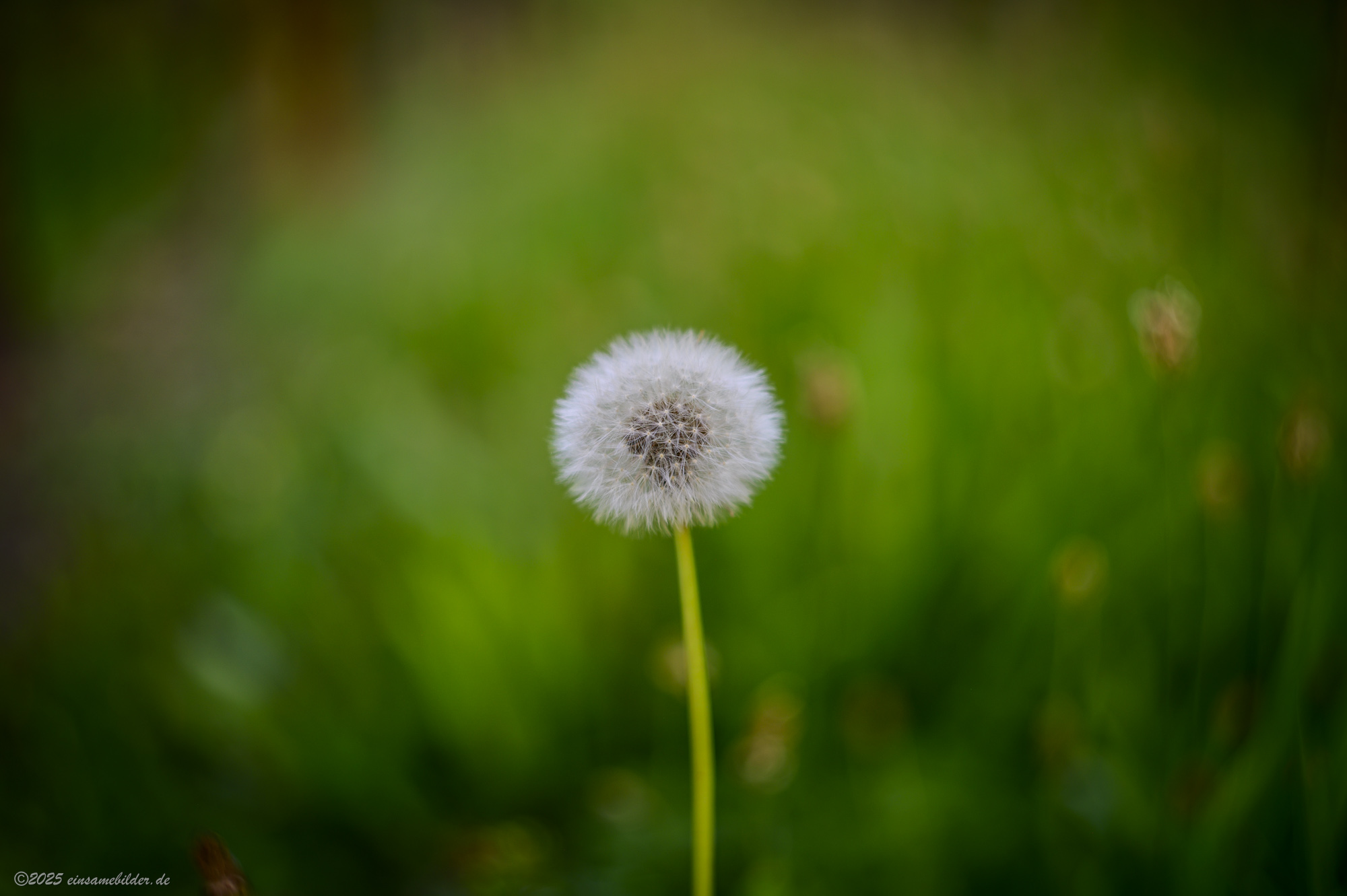 2nd try ... still first experiences with the lens ..